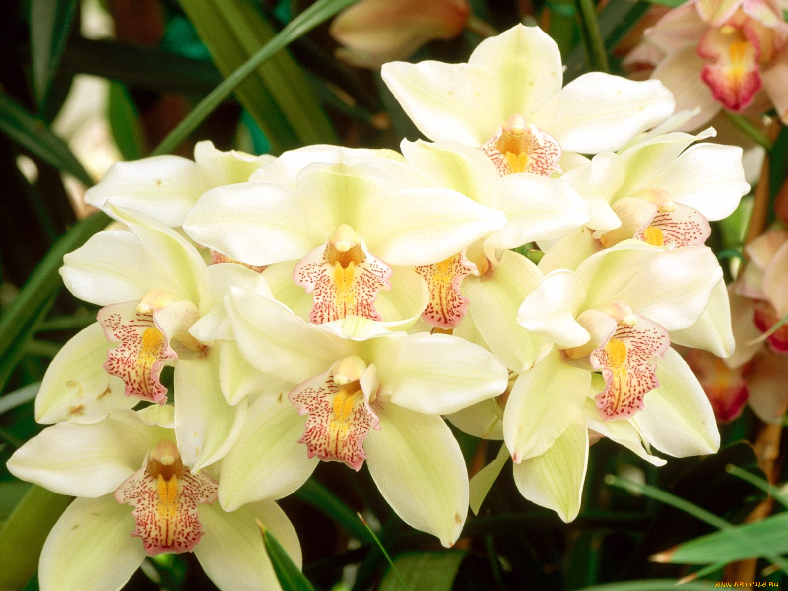 Горная Орхидея